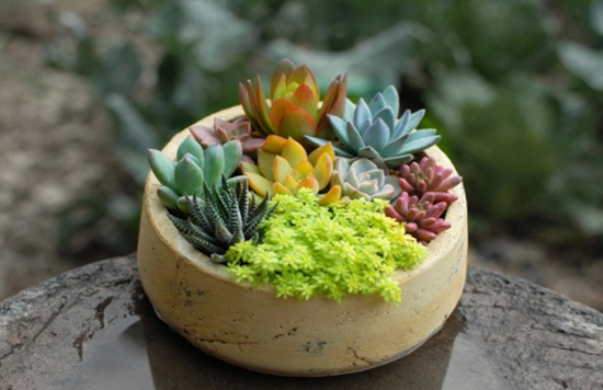 养花技巧|盆栽如何组合好看