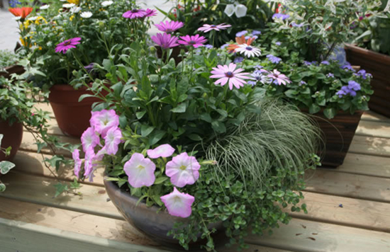 养花技巧|盆栽如何组合好看