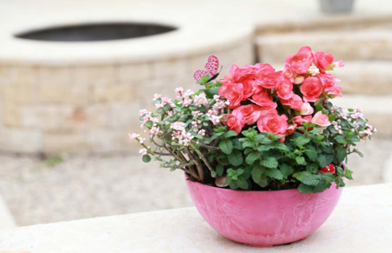 养花技巧|盆栽如何组合好看