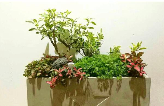 养花技巧|盆栽如何组合好看