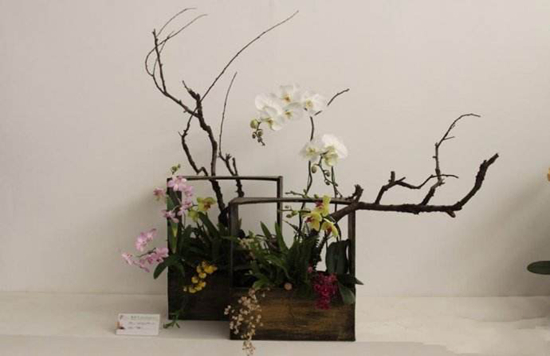 养花技巧|盆栽如何组合好看