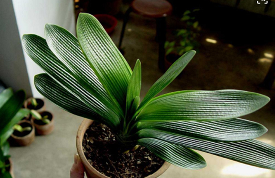 养花技巧|四种热门花卉施肥技巧