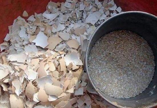 坏鸡蛋能直接浇花里吗,坏鸡蛋做花肥的办法(3种)