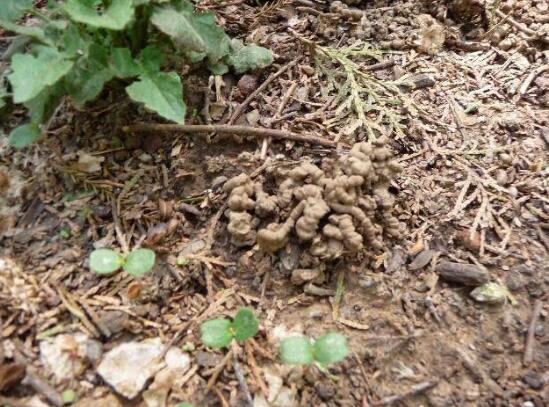 坏鸡蛋能直接浇花里吗,坏鸡蛋做花肥的办法(3种)