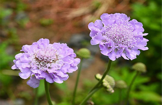 花期长达半年以上的8种花卉