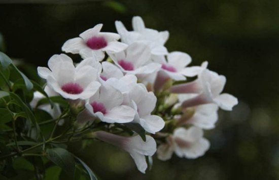 花期长达半年以上的8种花卉