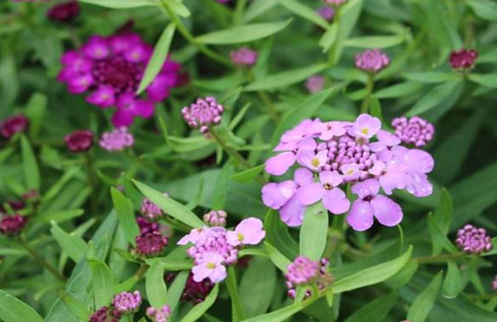 花期长达半年以上的8种花卉