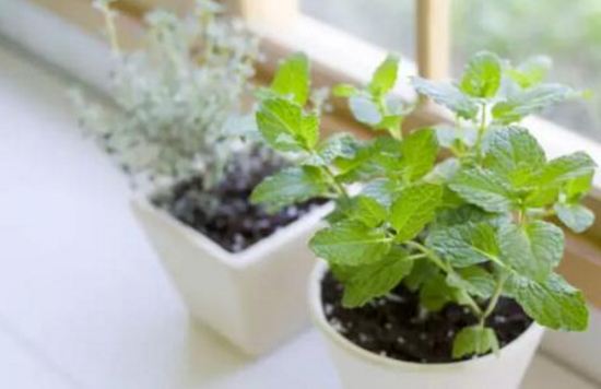 养花技巧|6种花卉黄叶预防和治疗技巧