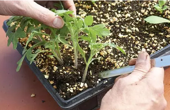 养花技巧|6种花卉黄叶预防和治疗技巧