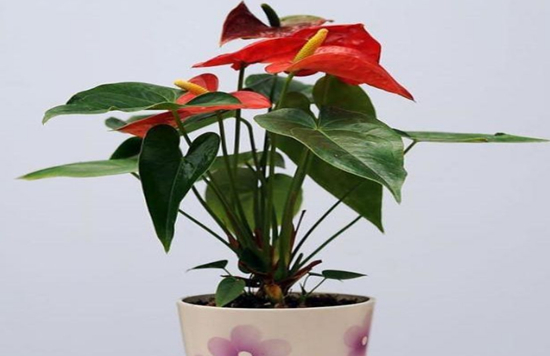 养花技巧|6种花卉黄叶预防和治疗技巧