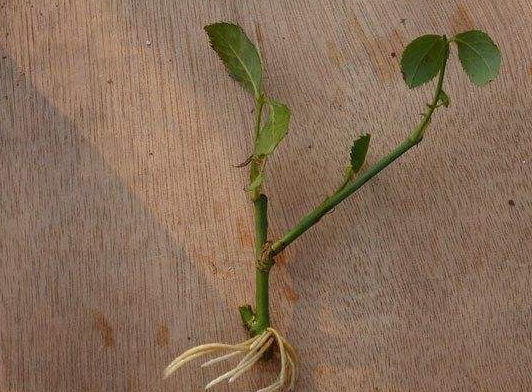 养花技巧|扦插花卉如何快速生根 养花技巧|8种扦插快速生根的小技巧