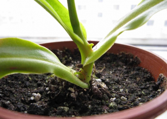 养花技巧|扦插花卉如何快速生根 养花技巧|8种扦插快速生根的小技巧