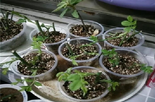 养花技巧|扦插花卉如何快速生根 养花技巧|8种扦插快速生根的小技巧