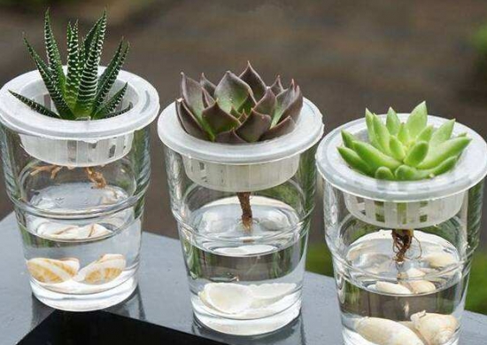 养花技巧|扦插花卉如何快速生根 养花技巧|8种扦插快速生根的小技巧