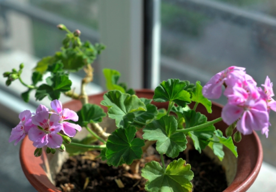 家养的花卉总不开花如何办 家养花卉不开花如何办:介绍家养花不开花的6大原因