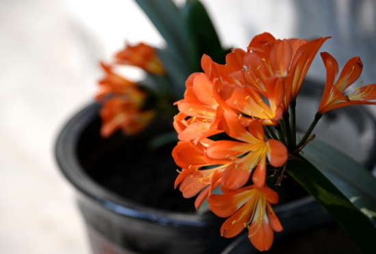 君子兰催花办法 家养花卉不开花如何办:介绍家养花不开花的6大原因