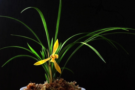 兰花催花办法 家养花卉不开花如何办:介绍家养花不开花的6大原因