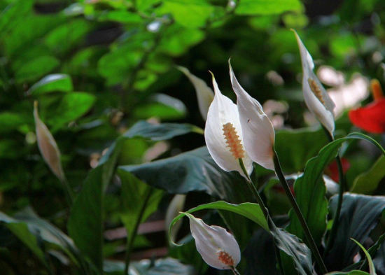 白掌催花办法 家养花卉不开花如何办:介绍家养花不开花的6大原因