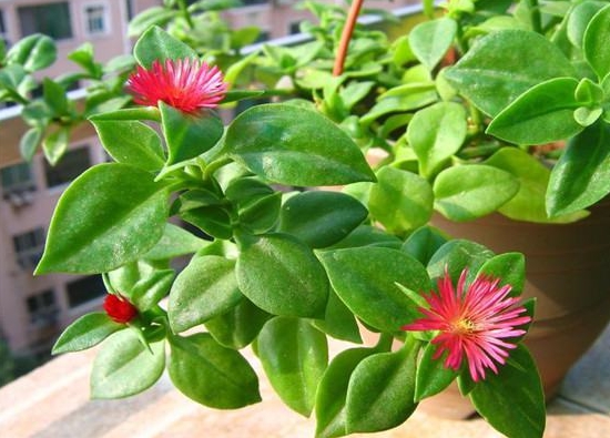 牡丹吊兰催花办法 家养花卉不开花如何办:介绍家养花不开花的6大原因