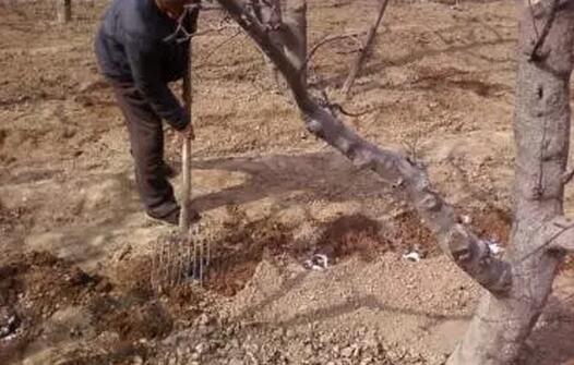 养花技巧|养花施肥八大误区