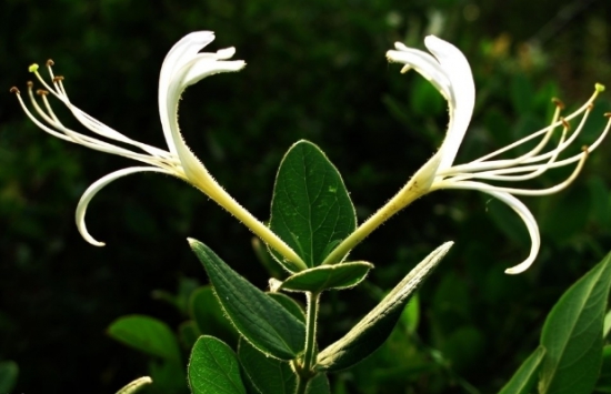 适合阳台养殖的藤本花卉：这六种花千万别错过