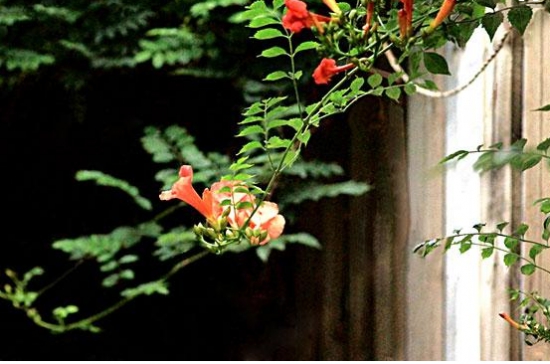 适合阳台养殖的藤本花卉：这六种花千万别错过