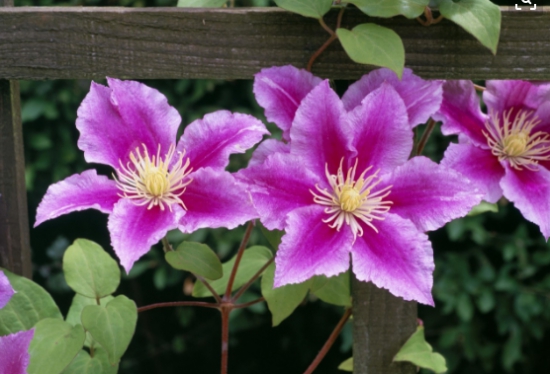 适合阳台养殖的藤本花卉：这六种花千万别错过