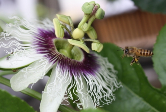 适合阳台养殖的藤本花卉：这六种花千万别错过