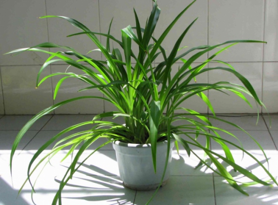 草本多浇,木本少浇 养花技巧|浇花7大原则,现在知道还不晚