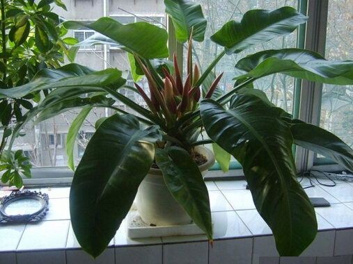 叶大质软的多浇,叶小有蜡的少浇 养花技巧|浇花7大原则,现在知道还不晚