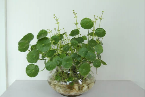 湿生花卉多浇、旱生花卉少浇 养花技巧|浇花7大原则,现在知道还不晚