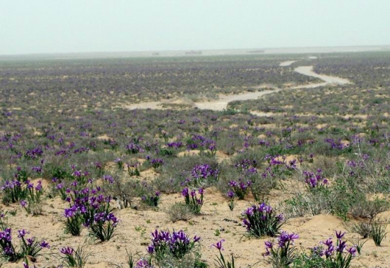 天旱多浇,天阴少浇 养花技巧|浇花7大原则,现在知道还不晚
