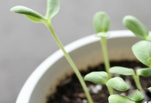 旺盛期多浇,休眠期少浇 养花技巧|浇花7大原则,现在知道还不晚