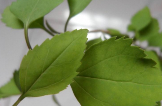 植物叶片上的灰尘如何去除：因植物而异，一般采用擦拭法，喷水法和毛刷法