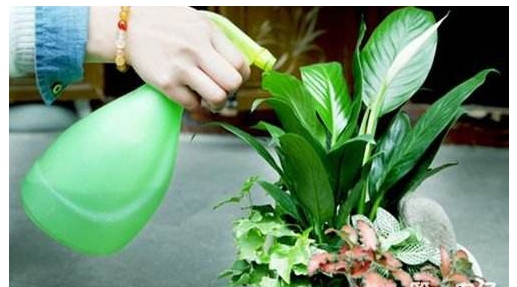 植物叶片上的灰尘如何去除：因植物而异，一般采用擦拭法，喷水法和毛刷法