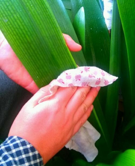 如何清洗盆栽叶片上的灰尘，立马变得绿油油！