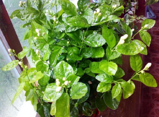 如何清洗盆栽叶片上的灰尘，立马变得绿油油！