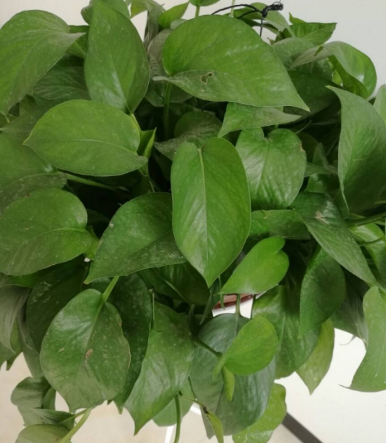 如何清洗盆栽叶片上的灰尘，立马变得绿油油！