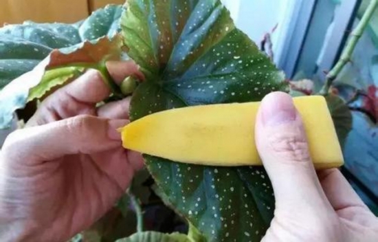 如何清洗盆栽叶片上的灰尘，立马变得绿油油！