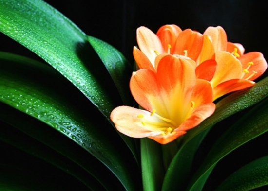 如何清洗盆栽叶片上的灰尘，立马变得绿油油！