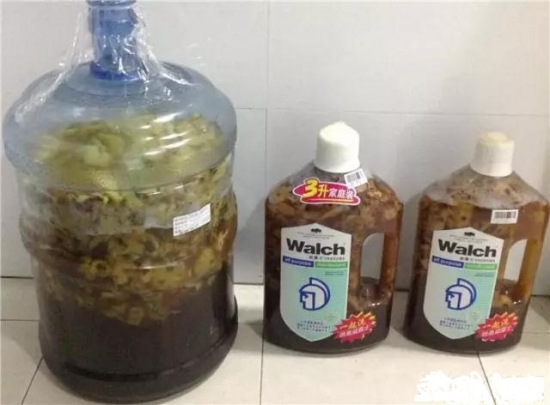 如何清洗盆栽叶片上的灰尘，立马变得绿油油！