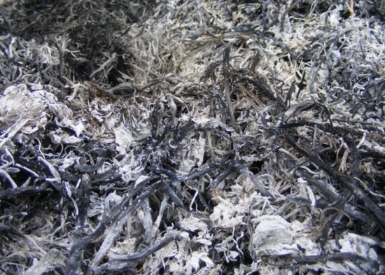 如何清洗盆栽叶片上的灰尘，立马变得绿油油！