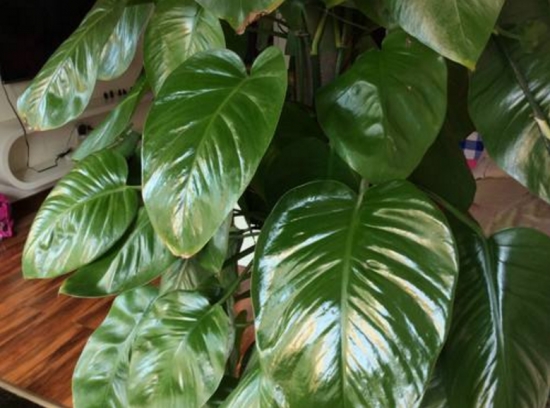 如何清洗盆栽叶片上的灰尘，立马变得绿油油！