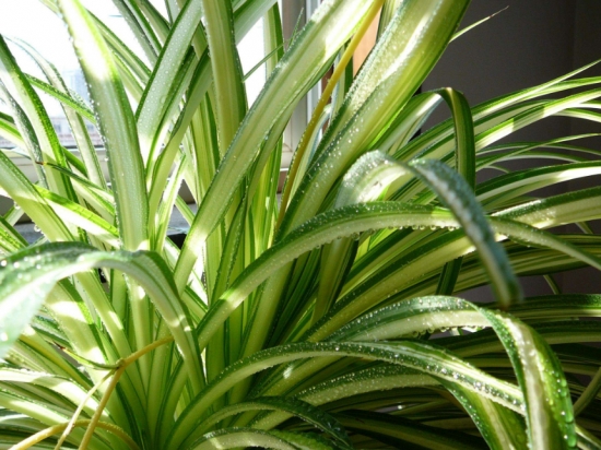 如何清洗盆栽叶片上的灰尘，立马变得绿油油！