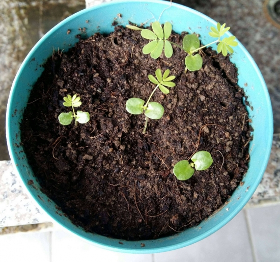 花盆里有蚯蚓好不好：根据自己的盆栽大小及环境自行斟酌