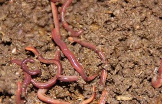 花盆里有蚯蚓好不好：根据自己的盆栽大小及环境自行斟酌