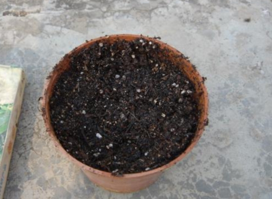 花盆里有蚯蚓好不好：根据自己的盆栽大小及环境自行斟酌