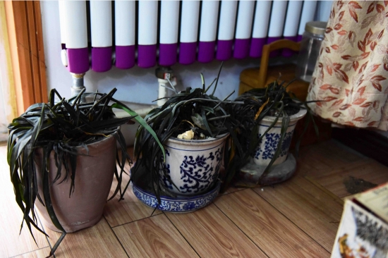 冬季暖气房养花要诀：盆栽留意多通风，少浇水