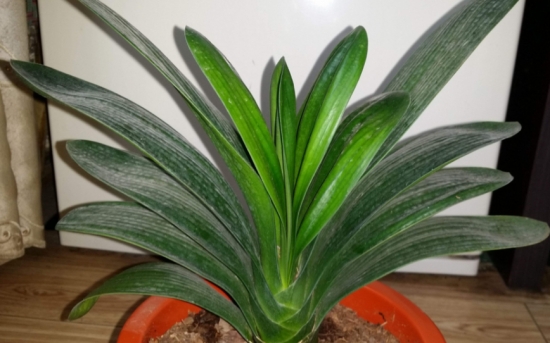 冬季暖气房养花要诀：盆栽留意多通风，少浇水