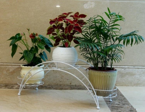 冬季暖气房养花要诀：盆栽留意多通风，少浇水